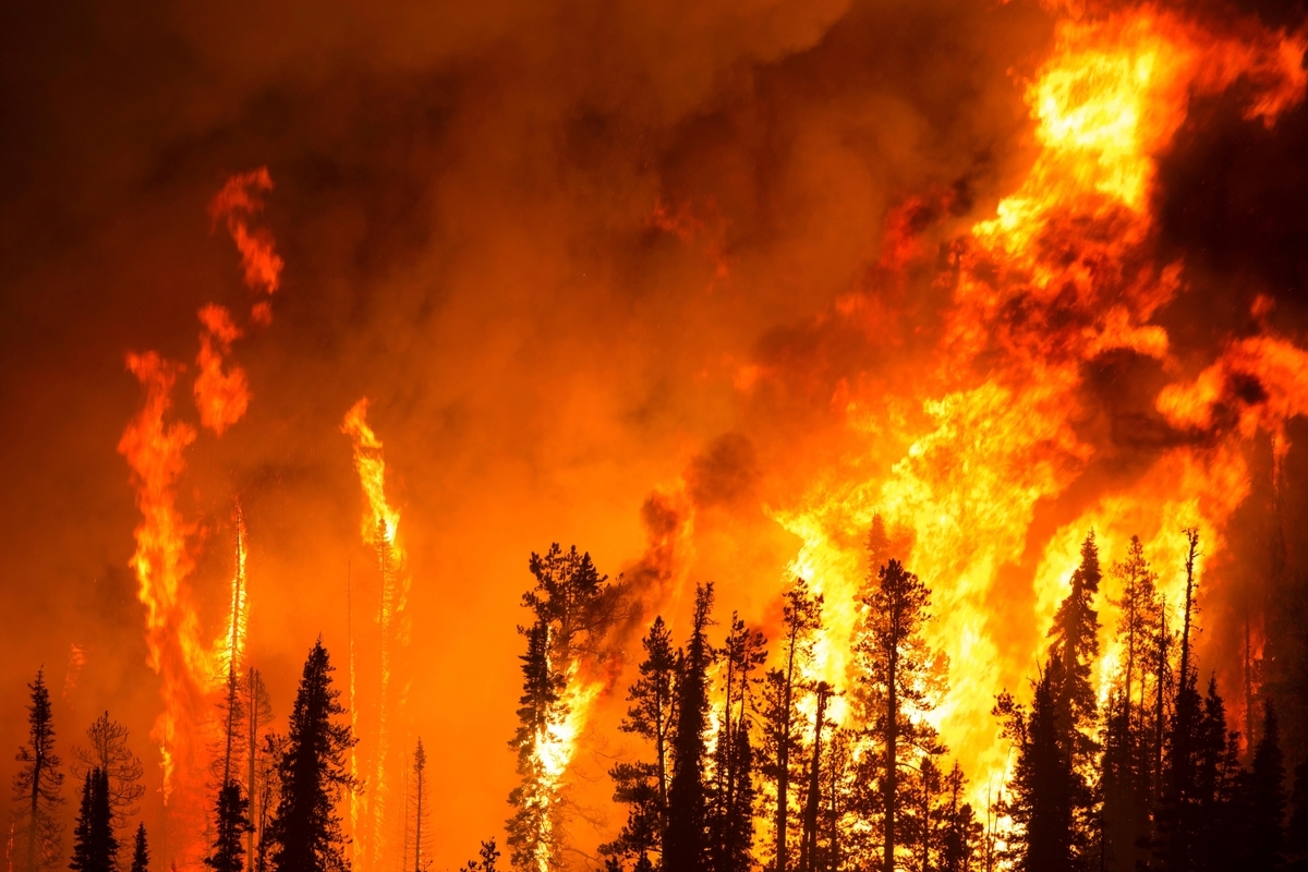picture of a forest wildfire blaze